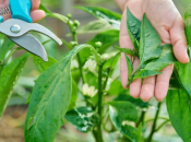 Zdrava paprika, obilan rod: Važnost njege u ključnoj fazi razvoja