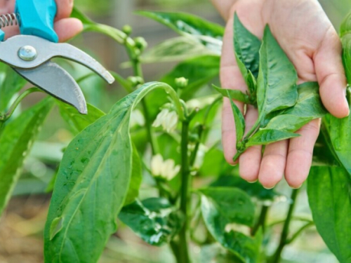 Zdrava paprika, obilan rod: Važnost njege u ključnoj fazi razvoja