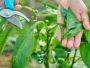Zdrava paprika, obilan rod: Važnost njege u ključnoj fazi razvoja