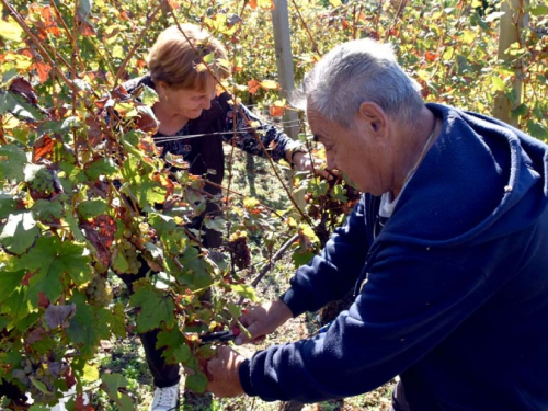 FOTO: Zora i Slavko Bošnjak iz Rame postali pravi vinogradari