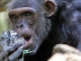 Čimpanze pametnije od studenata!