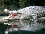 Otkrivena najstarija jaja krokodila