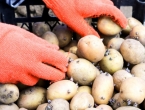Koja je optimalna temperatura tla za sadnju krumpira?