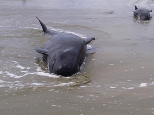 Masovno nasukavanje kitova na jugu Čilea