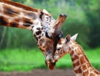 Žirafama prijeti istrebljenje