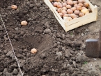 Tri metode sadnje krumpira