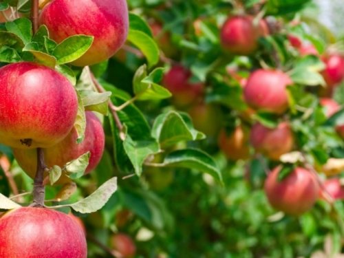Vrijeme je da zaštite svoja stabla jabuka, ugrožavaju ih lisne uši, pepelnica i smotavac