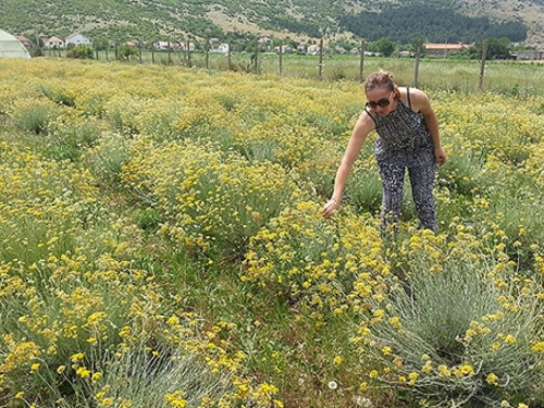 Izvoz eteričnog ulja iz BiH porastao na 3,2 milijuna KM