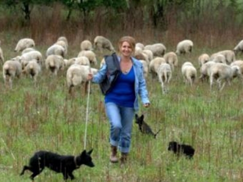 Magistar prava uživa u uzgoju 300 ovaca: Želim biti svoj gazda!