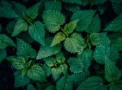 Vrhunska superhrana: Evo što sve možete napraviti od mlade koprive