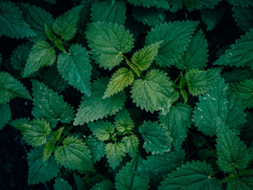 Vrhunska superhrana: Evo što sve možete napraviti od mlade koprive