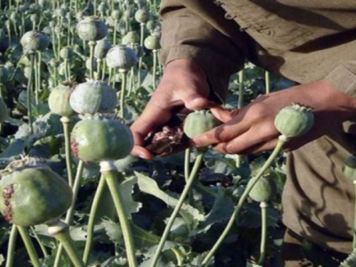 Rekordna proizvodnja opijuma u Afganistanu