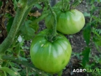 Trikovi za uspješno sazrijevanje zelenog paradajza