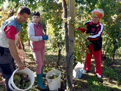 FOTO: Zora i Slavko Bošnjak iz Rame postali pravi vinogradari