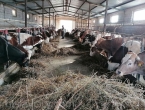 BiH će u Tursku ove godine izvesti 1.000 tona goveđeg mesa
