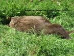 Na prometnici Rama - Tomislavgrad stradao medvjed