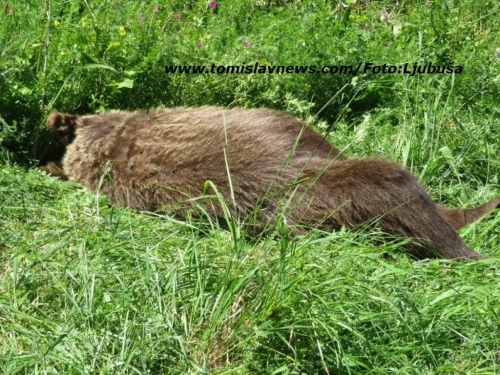 Na prometnici Rama - Tomislavgrad stradao medvjed