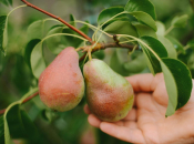 Savjeti vrtlara: Kako pravilno orezati krušku