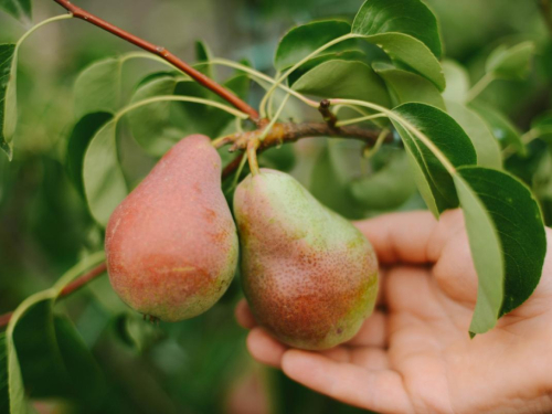 Savjeti vrtlara: Kako pravilno orezati krušku