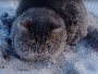 Dirljivi video spašavanja zaleđene mačke