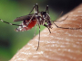 Virus Zapadnog Nila u BiH