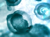 Znanstvenici stvorili sintetičke ljudske embrije, pojavili su se etički problemi