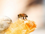 Evo kako provjeriti jedete li pravi, prirodni med