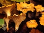 Lisičarka - gljiva koja ima neprocjenjivu ljekovitu vrijednost