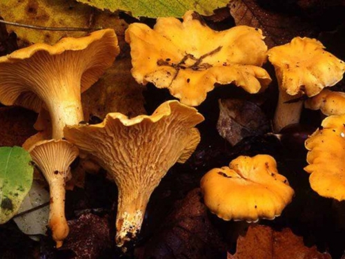Lisičarka - gljiva koja ima neprocjenjivu ljekovitu vrijednost