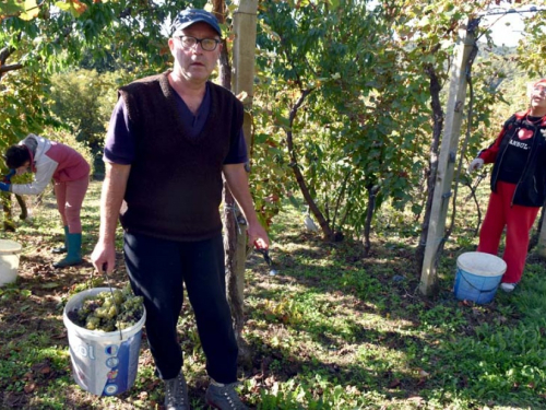 FOTO: Zora i Slavko Bošnjak iz Rame postali pravi vinogradari