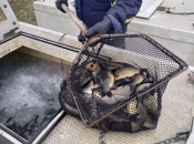 Prodaja šarana - Upozorenje na moguće kriminalne radnje na Buškom jezeru