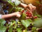 Znanstvenik: Uzgajivači kave se više ne mogu pouzdati ni u kišu ni u sunce