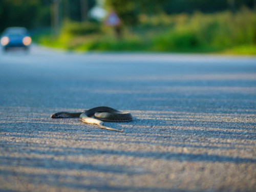 Evo što trebate posuti po dvorištu da zmije nikad ne vidite u svojoj blizini
