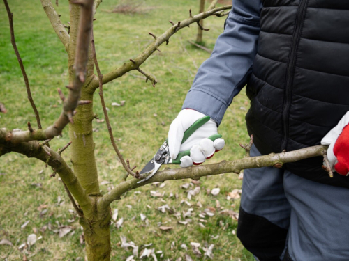 Strah vas je da ne pogriješite? Jednostavni trikovi za savršenu rezidbu voćaka