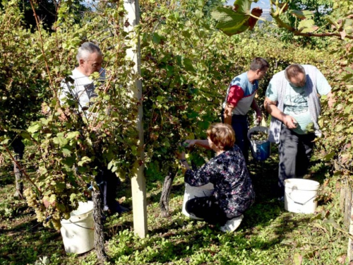 FOTO: Zora i Slavko Bošnjak iz Rame postali pravi vinogradari