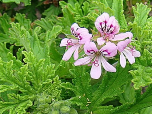 Nabavite ovaj cvijet: Tjerat će komarce, ose i muhe cijelo ljeto