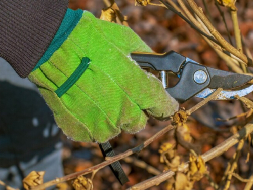 Rezidba u ožujku: Što orezati sada, a što tek nakon cvatnje?