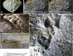 Arheolozi otkrili ''najstarije oko''