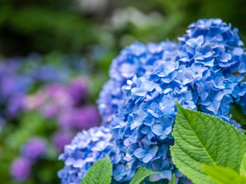 Želite plave hortenzije? Samo posipajte po zemlji namirnicu koju uvijek bacate u smeće