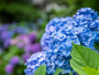 Želite plave hortenzije? Samo posipajte po zemlji namirnicu koju uvijek bacate u smeće