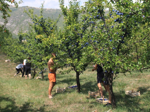 FOTO: Počela berba šljive u Rami