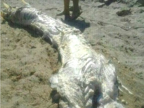 Pogledajte što je isplivalo iz mora!