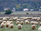 Cijena janjetine nije se mijenjala od 2000. godine, a troškovi…