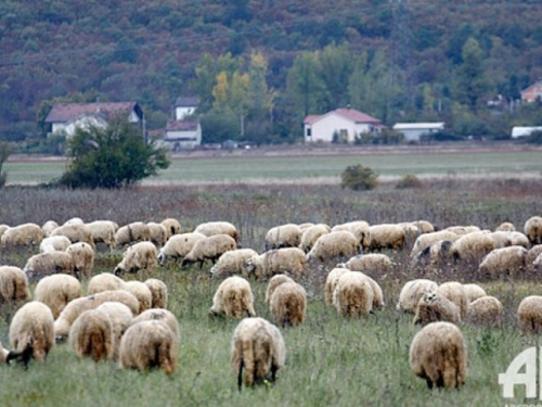 Cijena janjetine nije se mijenjala od 2000. godine, a troškovi…