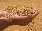 BiH: Porasla sadnja pšenice