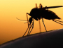 Kloniran zika virus