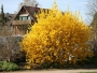 Preporuka za dvorište: Prekrasni grm koji najavljuje proljeće