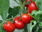Kako dobiti više rajčica na svakoj stabljici - 7 trikova