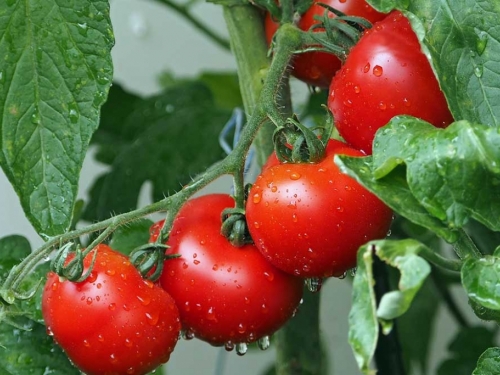 Kako dobiti više rajčica na svakoj stabljici - 7 trikova