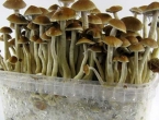 Znanstvenici: Gljiva najsigurnija droga